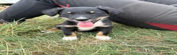 Mixed Breed dogs for sale: Collie pups  in Oswestry - Advert 4