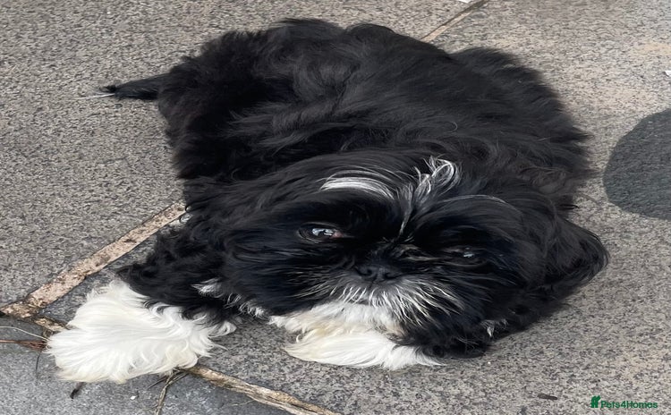 Shih Tzu dogs - Advert 4