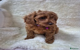 Cavapoo dogs for sale: WAITING LIST NOW OPEN FOR SUMMER 2026.  - Image 24