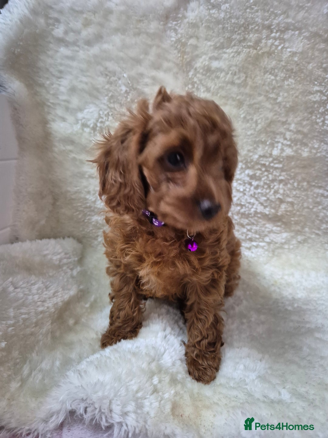 Cavapoo dogs for sale: WAITING LIST NOW OPEN FOR SUMMER 2026.  - Image 24