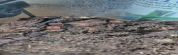 Skink reptiles for sale: Juvenile Fire Skinks  in Aldershot - Advert 5