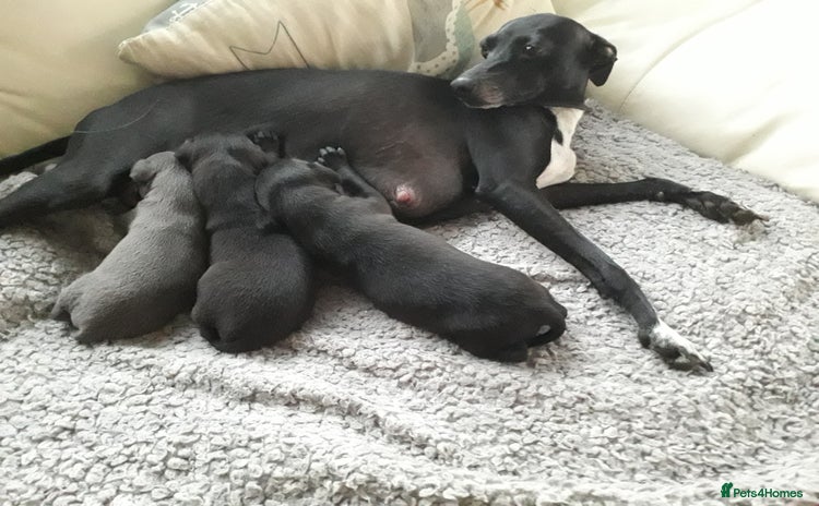 Italian Greyhound dogs - Advert 1