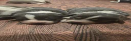 Border Collie dogs for sale: DNA tested ISDS Parents Lilac & Blue Puppies - Advert 19