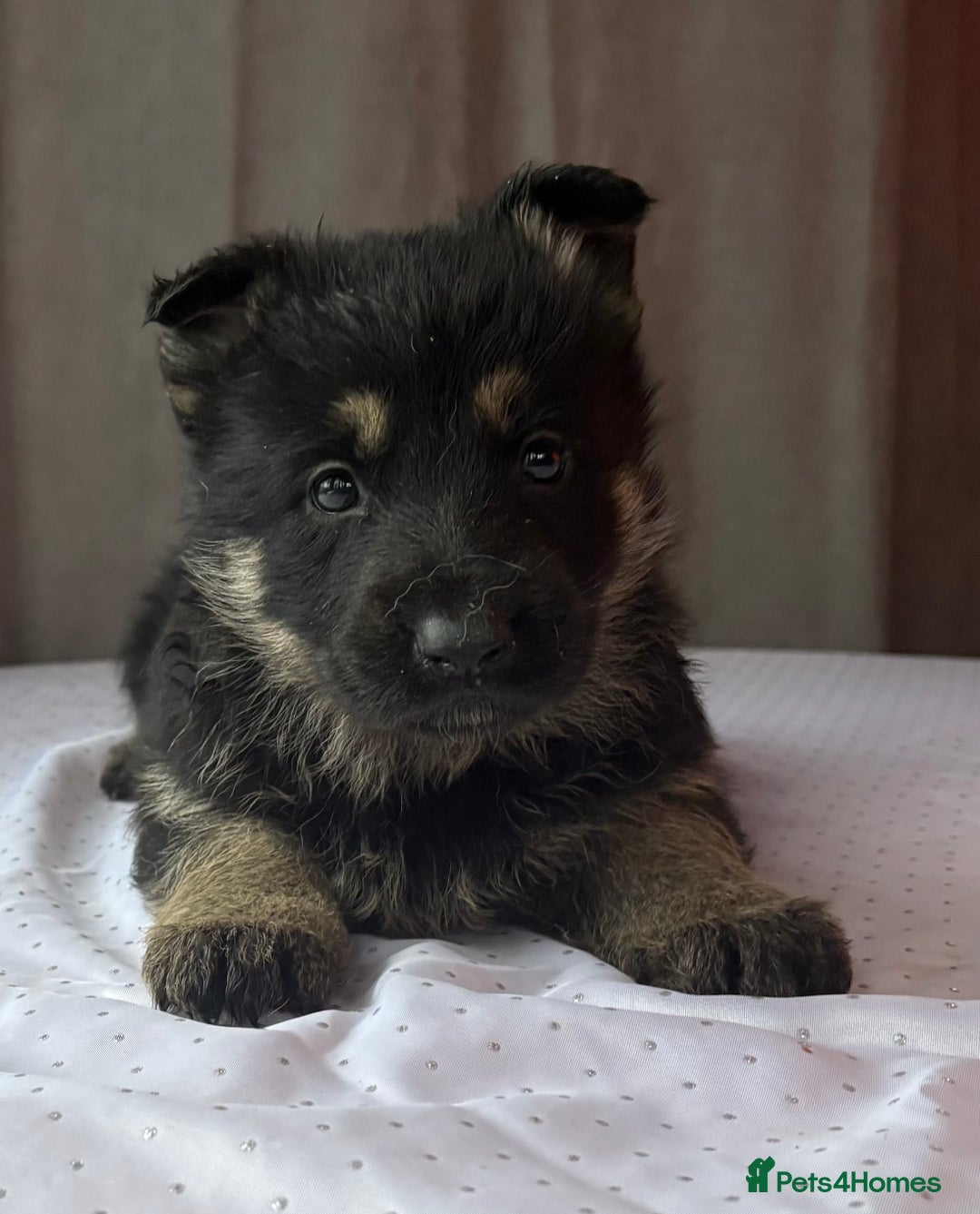 German Shepherd dogs for sale: German shepherd puppies - Advert 3
