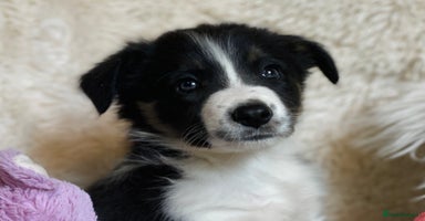 Border Collie dogs - Advert 7