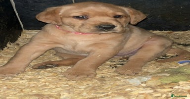 Labrador Retriever dogs - Advert 4