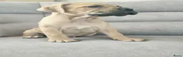 Mixed Breed dogs for sale: Mastiff Bordeaux Puppies - Advert 9