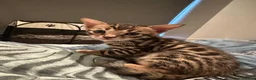 Bengal cats for sale: Bengal X Savannah kittens  in Feltham - Advert 10