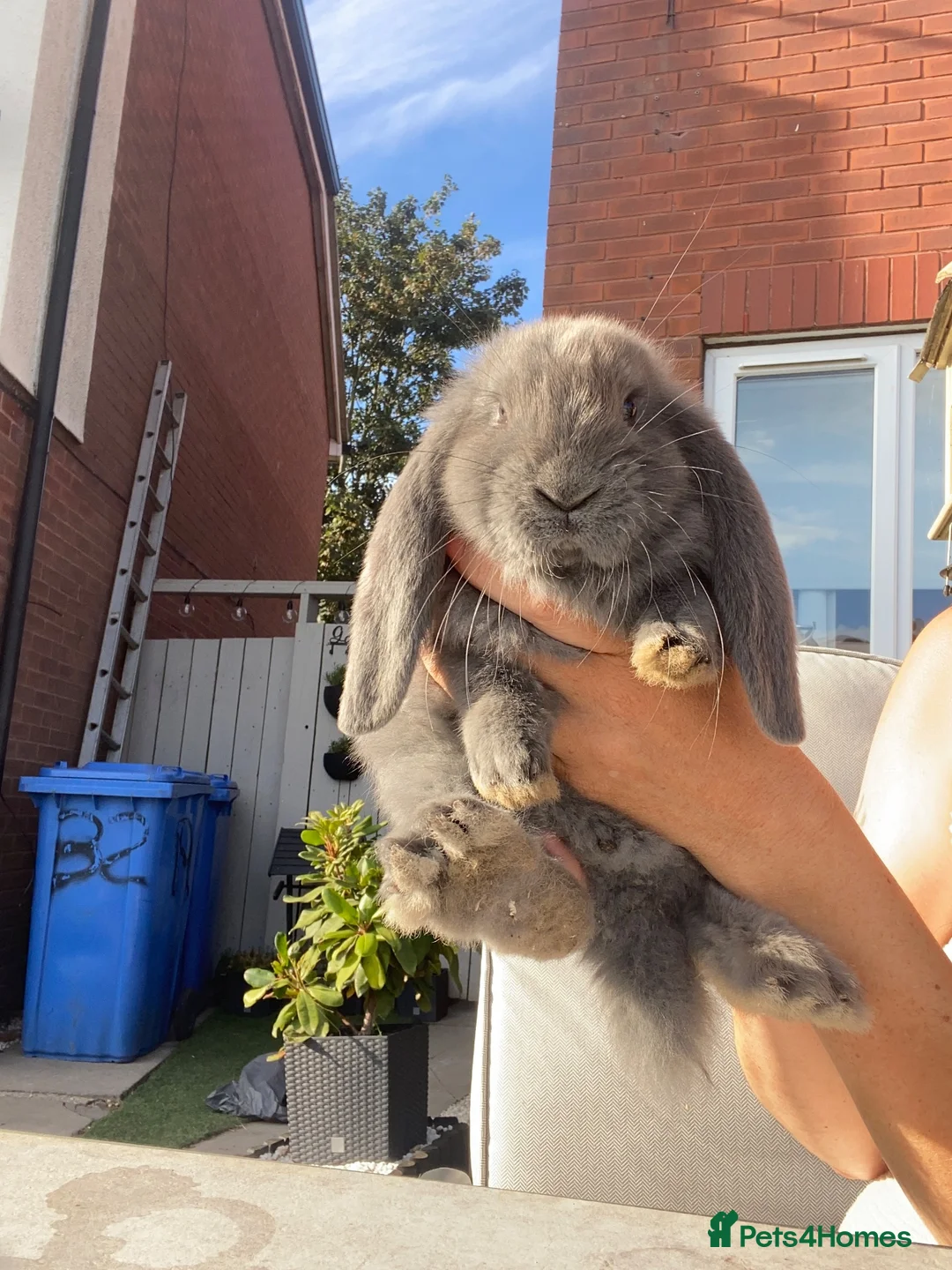 French Lop rabbits for sale: French lop last one of litter  - Advert 1