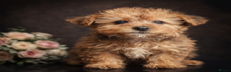 Yorkshire Terrier dogs for sale: Rare Yorkshire terrier pups ready now - Advert 4