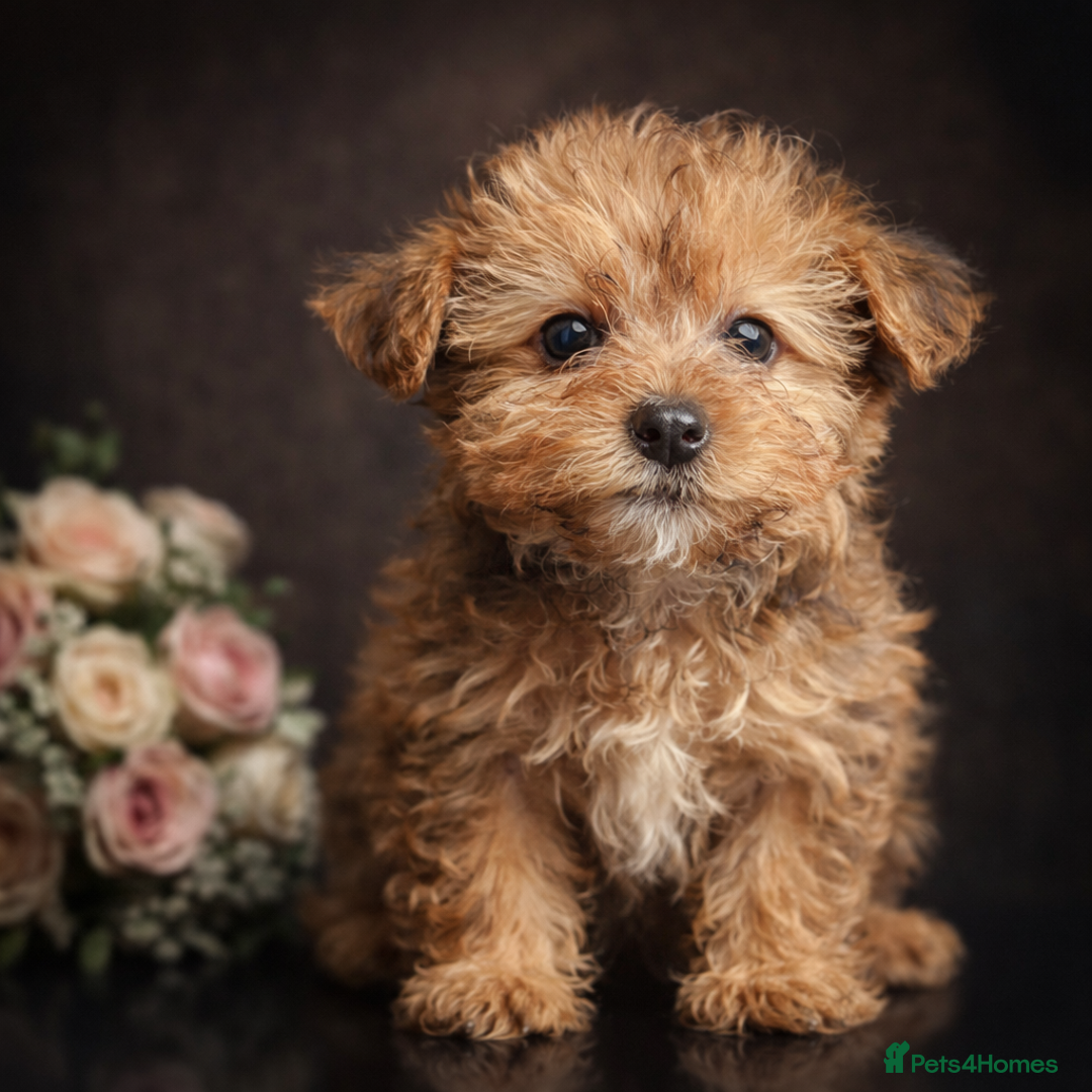 Yorkshire Terrier dogs for sale: Rare Yorkshire terrier pups ready now - Advert 4