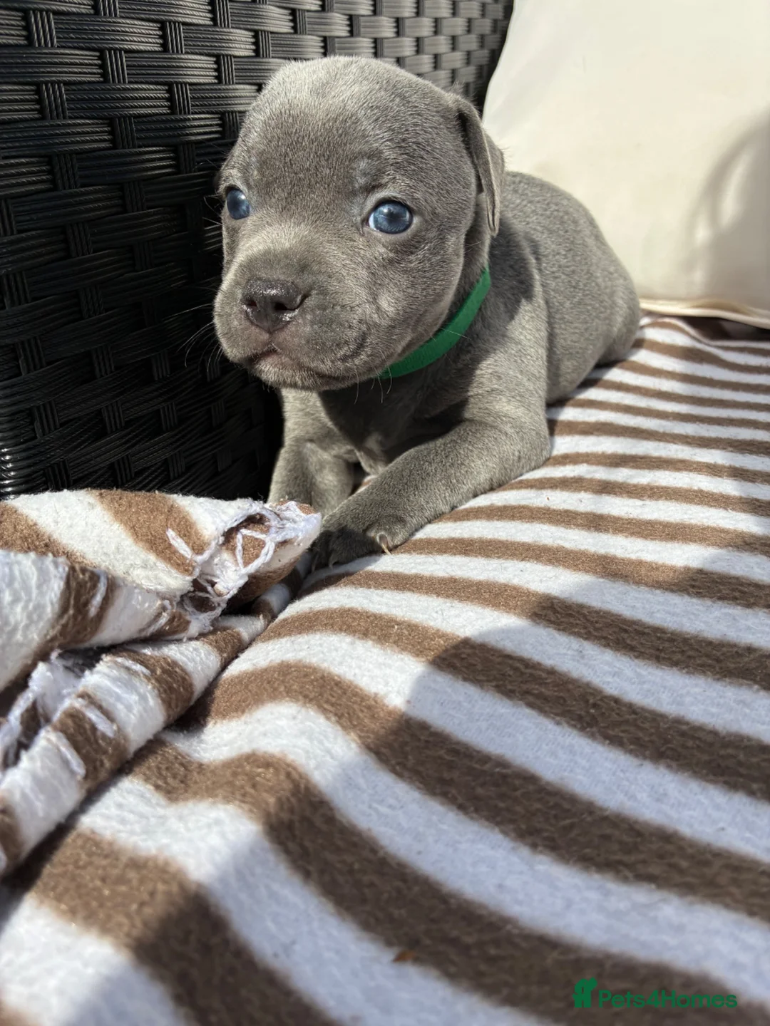 Staffordshire Bull Terrier dogs for sale: 💙KC Registered Blue Staffie Puppies💙 - Advert 1