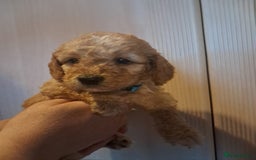 Cockapoo dogs for sale: Beautiful F1 Cockapoo puppies - Image 4