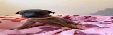 Whippet Puppy 8