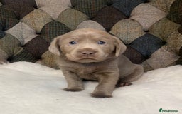 Labrador Retriever dogs for sale:  Ready for collection from today 🩶💚🩶   - Image 25