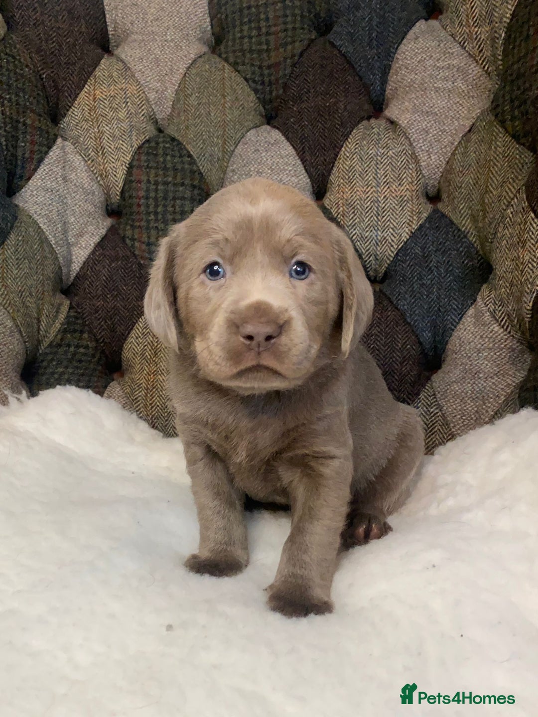 Labrador Retriever dogs for sale:  Ready for collection from today 🩶💚🩶   - Image 25