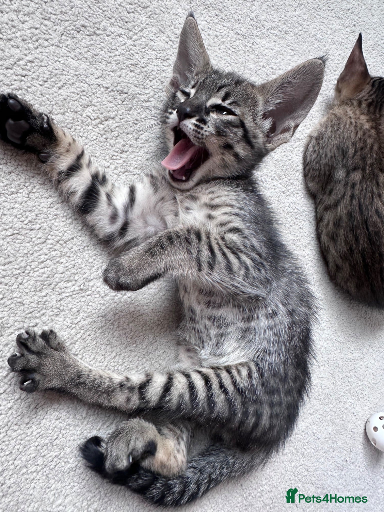 Savannah cats 🏆 TICA Registered Savannah F4 Kittens - Advert 2