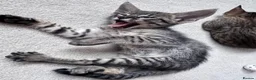 Savannah cats for sale: LAST KITTEN AVAILABLE🏆F4 TICA Registered Savannah - Advert 1