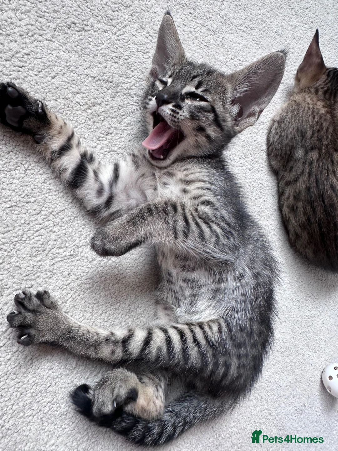 Savannah cats for sale: LAST KITTEN AVAILABLE🏆F4 TICA Registered Savannah - Advert 1