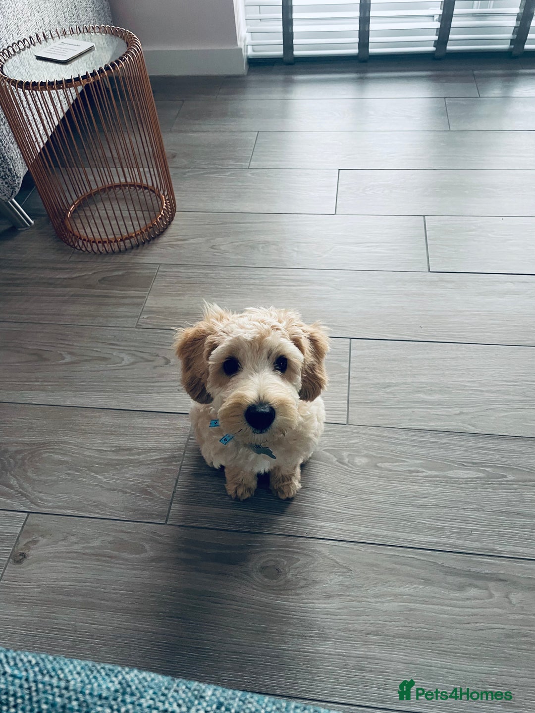 Cavapoo dogs for stud: Loving and gentle Cavapoo for stud - Image 6