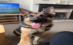 German Shepherd dogs for sale: 💙 German Shepherd Looking for His Forever Home 💙 - Image 1