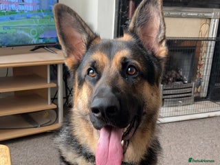 German Shepherd dogs - Advert 24