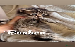 Siberian cats for sale: Siberian x kittens  - Image 8