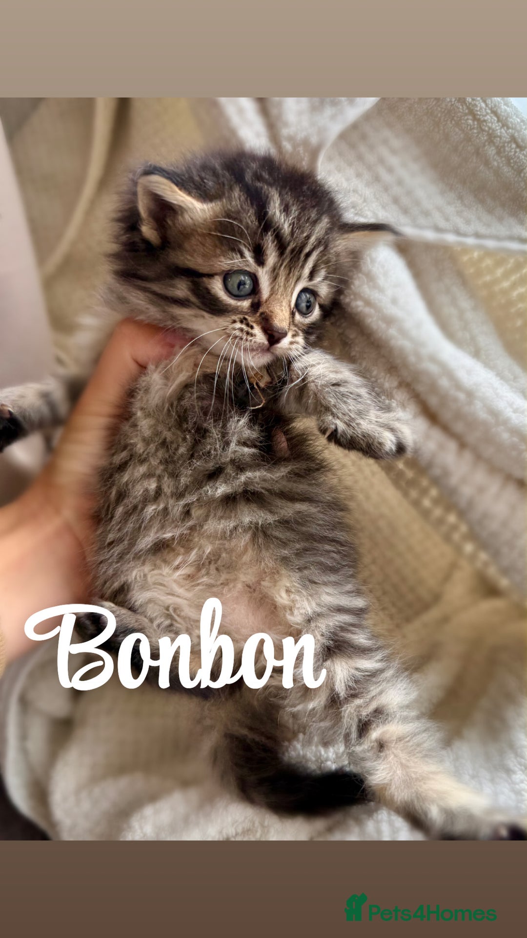 Siberian cats for sale: Siberian x kittens  - Image 8