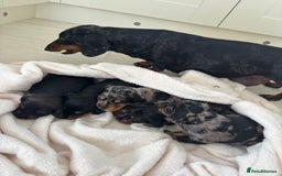 Mixed Breed dogs for sale: 5 Adorable miniature dapple schnoxie puppies - Image 3