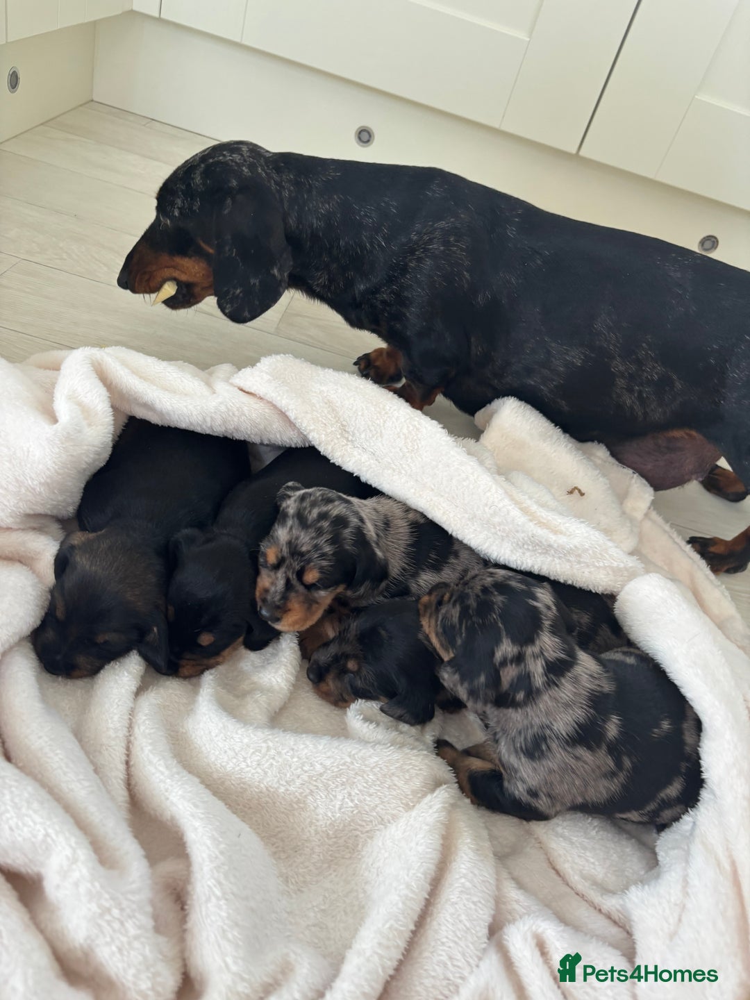 Mixed Breed dogs for sale: 5 Adorable miniature dapple schnoxie puppies - Image 3