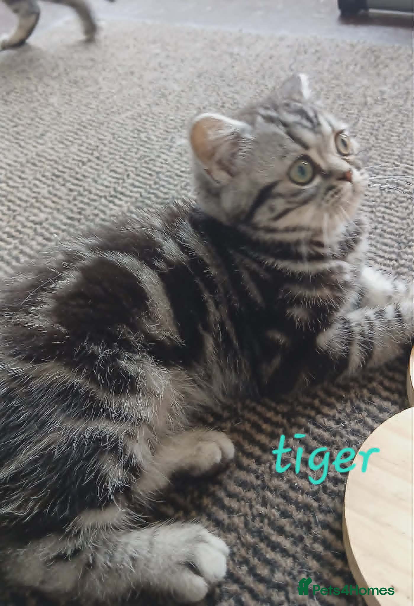 British Shorthair cats for sale: Bsh. Silver Classic Tabby . - Advert 3