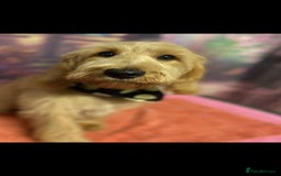 Labradoodle dogs for sale: 2nd Generation Labradoodles - Image 15