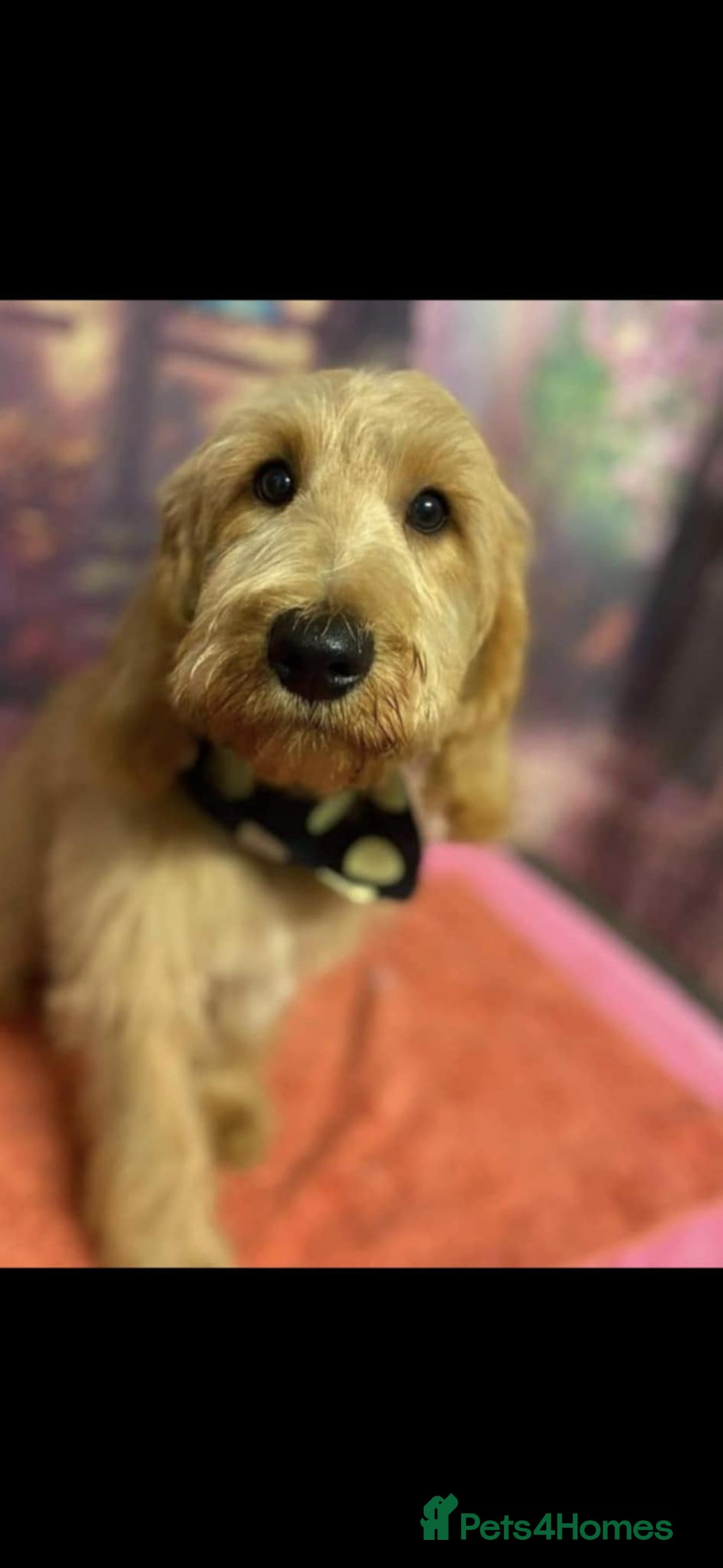 Labradoodle dogs for sale: 2nd Generation Labradoodles - Image 15