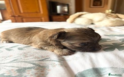 Chihuahua dogs for sale: Puppies  - Image 6