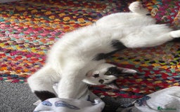 Domestic Shorthair cats for sale: 3 Year old cat for rehome - Image 2