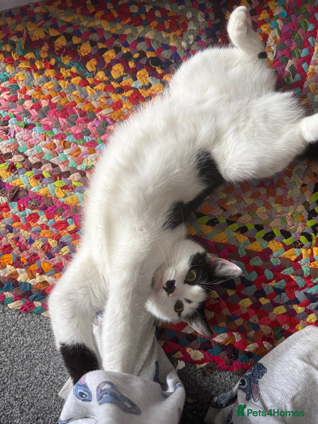 Domestic Shorthair cats for sale: 3 Year old cat for rehome - Image 2