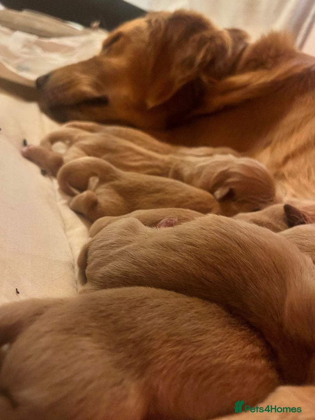 Golden Retriever dogs for sale: LITTLE BUNS - Advert 19