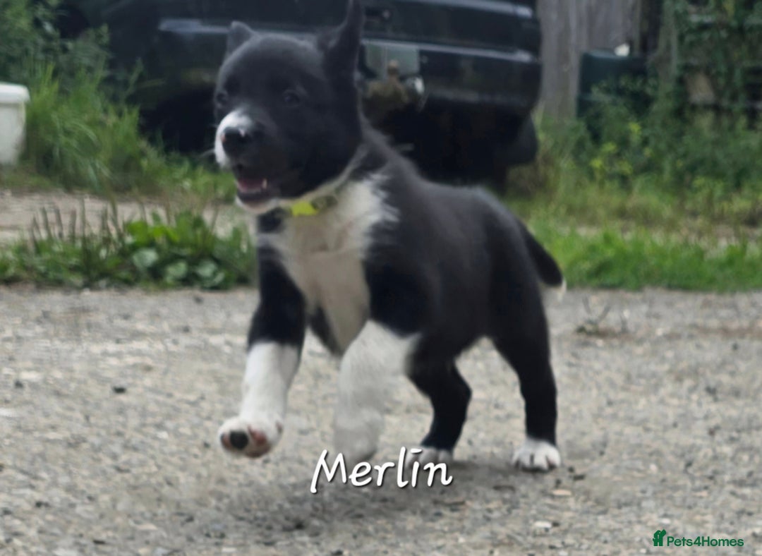 Border Collie dogs for sale:  Any farmers looking for working dogs? - Image 3