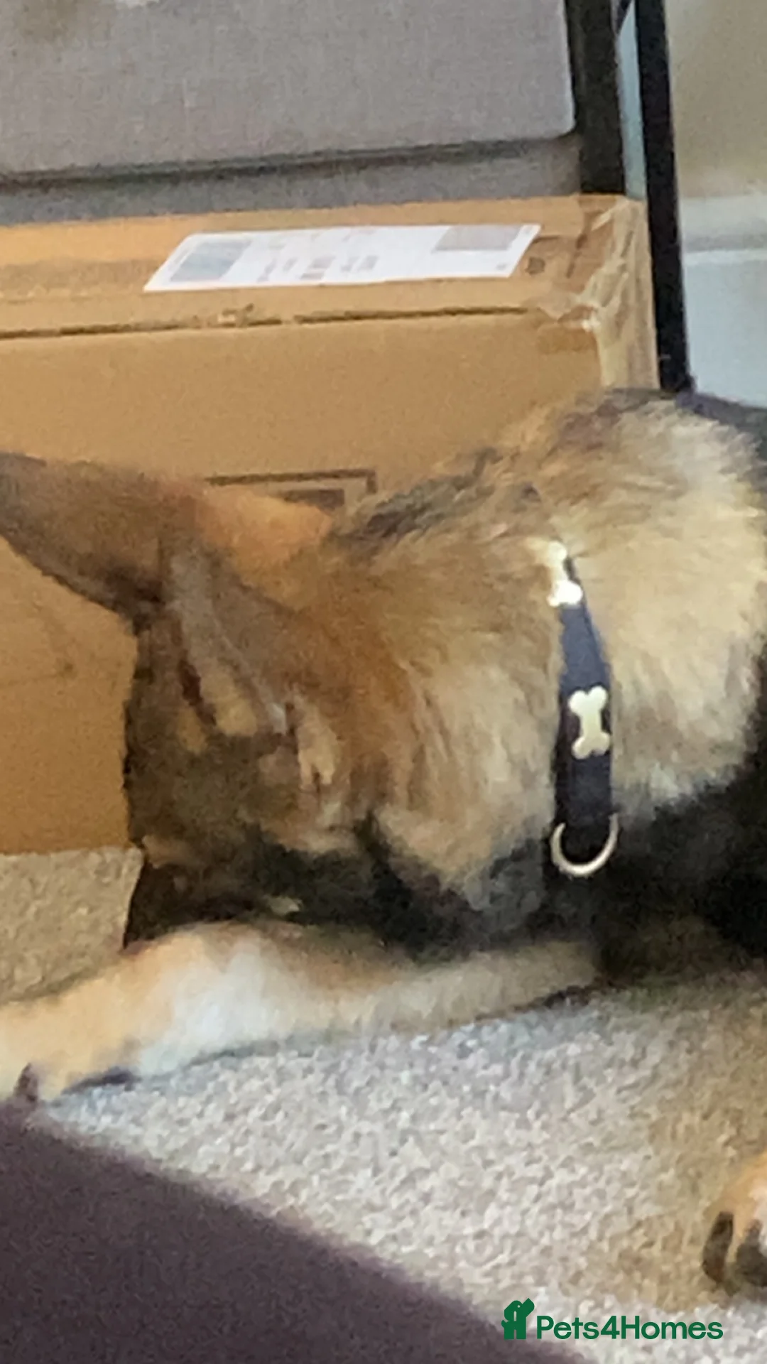 German Shepherd dogs for sale: German shepherd boy /max 🩵🐾 - Advert 2