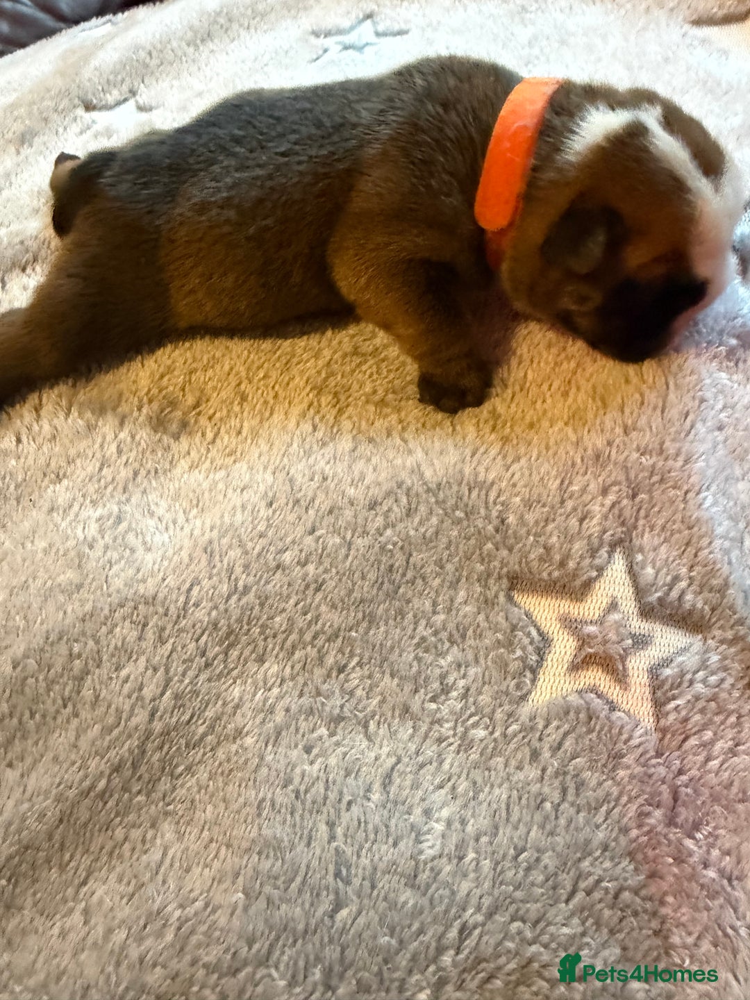 English Bulldog dogs for sale: 🌸❤️ TOP BLOOD LINE ENGLISH BULLDOGS RED AND WHITE - Advert 17