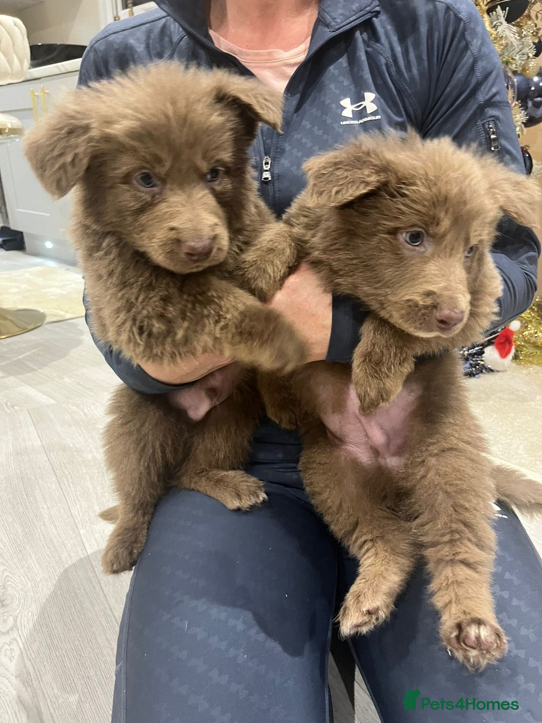 German Shepherd dogs for sale: Working KC GSD German shepherd puppies  - Advert 2