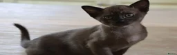 Burmese cats for sale: Beautiful playful Burmese kittens  - Advert 2