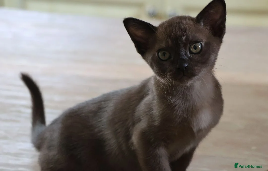 Burmese cats for sale: Beautiful playful Burmese kittens  - Advert 2