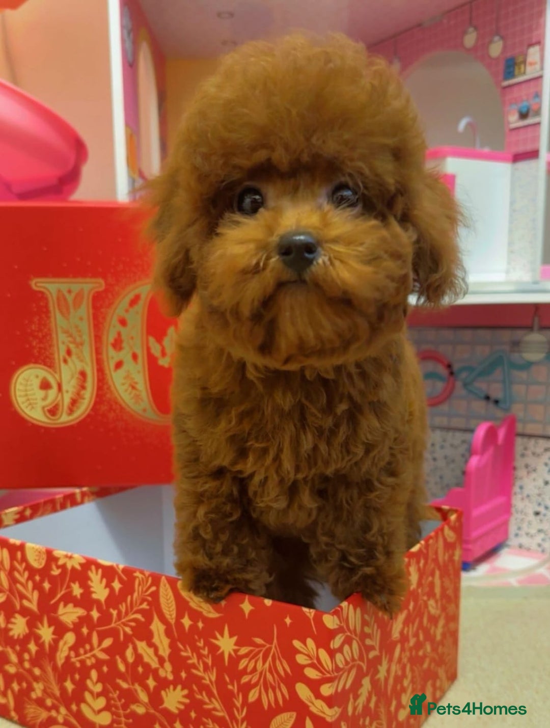 Toy Poodle dogs for sale: Asian Toy Poodle (Korean & Chineese) - Advert 1