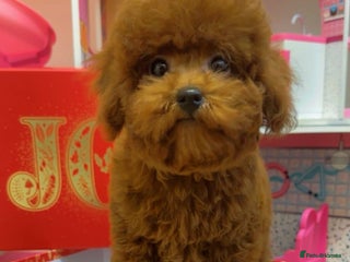 Toy Poodle dogs Asian Toy Poodle (Korean & Chineese) - Advert 1