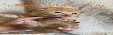 Red tabby boy 