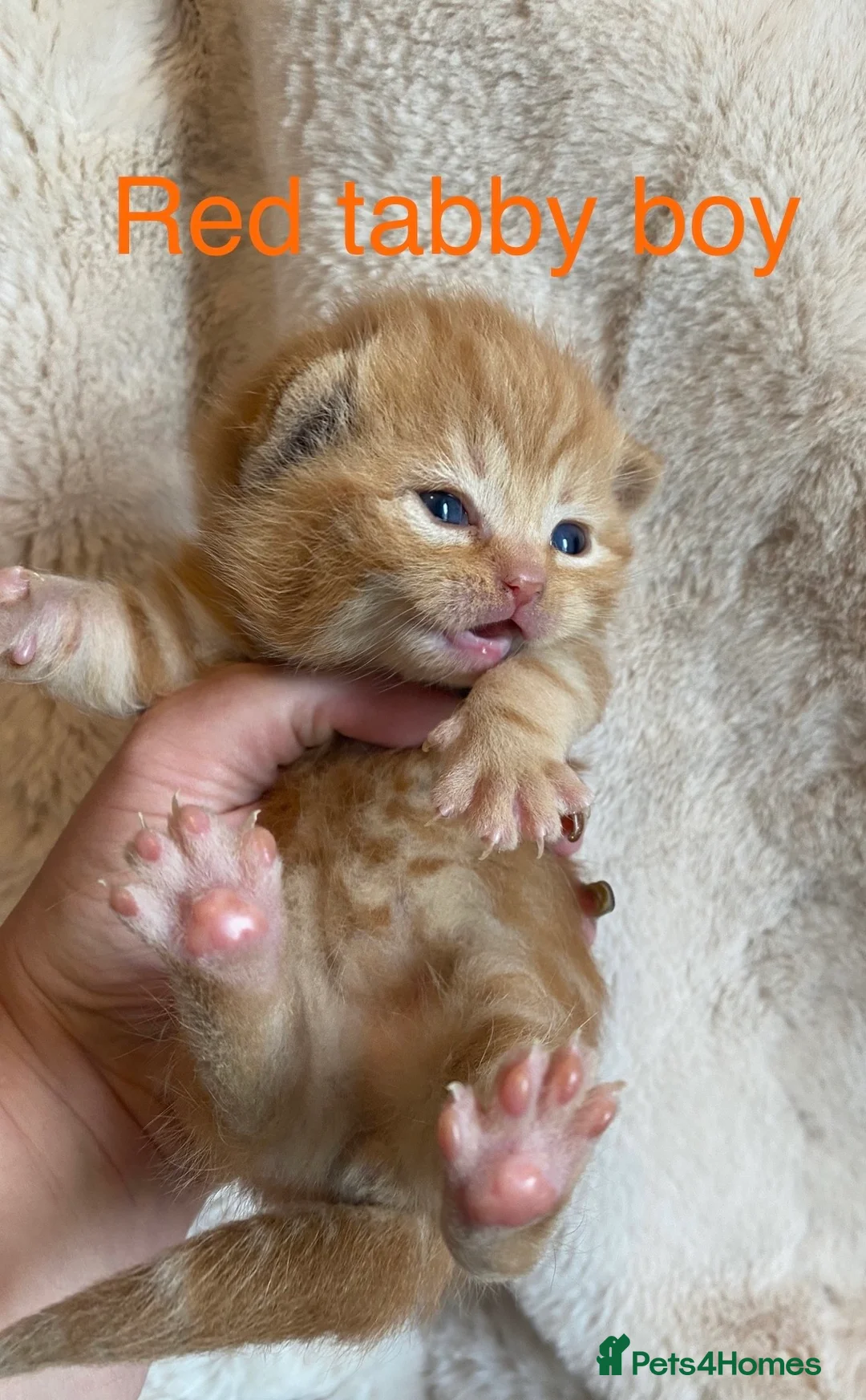 British Shorthair cats for sale: Beautiful docile boys  - Advert 2
