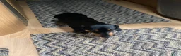 Miniature Dachshund dogs for stud: For stud duties only - Advert 8