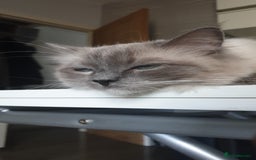 Ragdoll cats for sale: Ready to collect-Blue Point Kittens-Vaccinated - Image 27