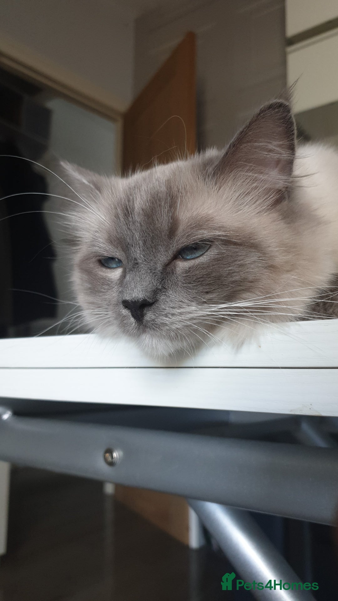 Ragdoll cats for sale: Ready to collect-Blue Point Kittens-Vaccinated - Image 27